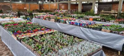 ComeÃ§a hoje quarta-feira (07/07) o Rotary vende mudas em Laranjeiras do Sul